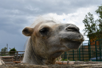 head of camel