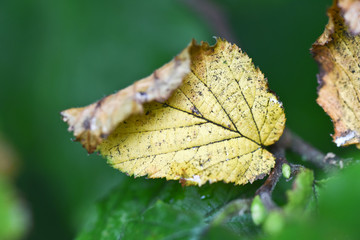 Automne automnal saison climat environnement feuille arbre