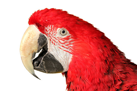 Portrait eines Dunkelroten Aras (Ara chloroptera), freigestellt