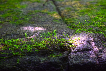  Green moss Born on a rock Is a group of single-celled algae or other algae combined When there is a lot, it will cause dirt. And create fibers Like to occur in humid places