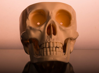 plastic mock-up of a human skull on a glass surface