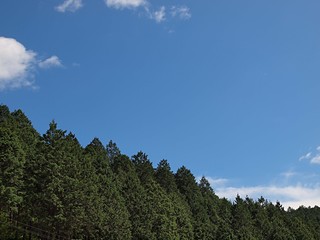 植林された山