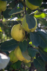 Ripe yellow quince fruits on a tree with green leaves, foliages in the fall season, late summer food, agricultural organic garden - daytime