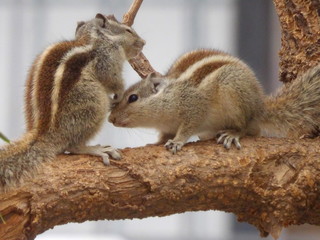 Playing Squirrels