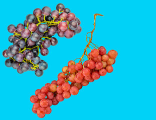 blau und rotes Trauben duo auf Hellblauen Hintergrund