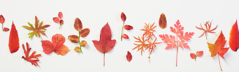 red autumn leaves on white background