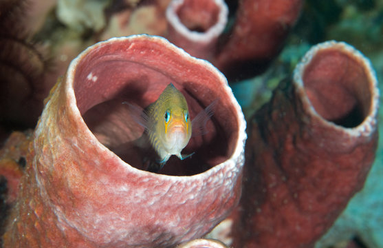 Longfin dotyback, Pseudochromis polynemus, Sulawesi Indonesia.