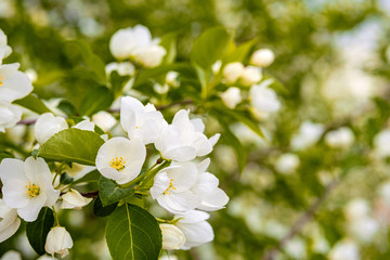 colorful Apple blossoms on the tree during the day soft lighting