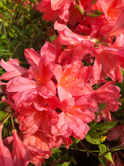 Pink azalea in the garden