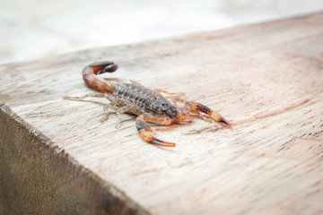 Scorpion on wood background, poisonous sting at the end of its jointed tail, which it can hold curved over the back. Most kinds live in tropical and subtropical areas.