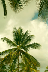 Coconut palm tree close up in tropics.Beautiful nature bakground. Vacation and travel concept