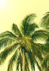 Fototapeta na wymiar Coconut palm tree close up in tropics.Beautiful nature bakground. Vacation and travel concept