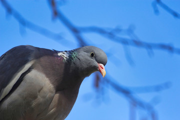 Ringeltaube sitzt im Frühling auf einem Ast bei blauem Himmel und Sonnenschein Columba palumbus