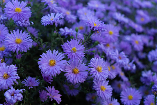 Many small blue blooming chrysanthemum flowers on a bush