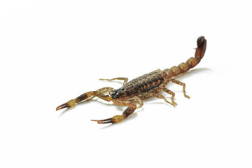 Small Scorpion on white background, poisonous sting at the end of its jointed tail, which it can hold curved over the back. Most kinds live in tropical and subtropical areas.