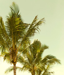 Fototapeta na wymiar Coconut palm tree close up in tropics. Beautiful nature bakground. Vacation and travel concept