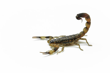Small Scorpion on white background, poisonous sting at the end of its jointed tail, which it can hold curved over the back. Most kinds live in tropical and subtropical areas.