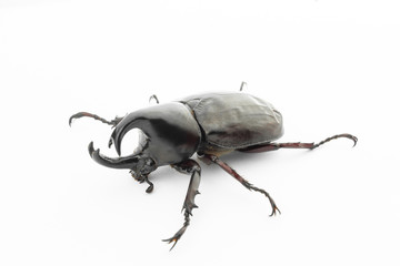 Xylotrupes gideon isolate on white background.( Siamese rhinoceros beetle, Fighting beetle )