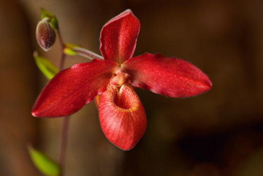 Red Phragmipedium besseae Living Fire "Sarah" Lady's Slipper orchid flower hybrid