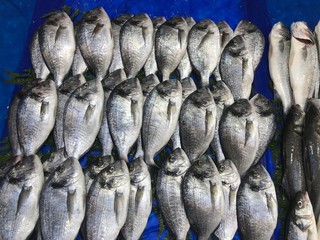 Fresh sea fish on display at a fish market
