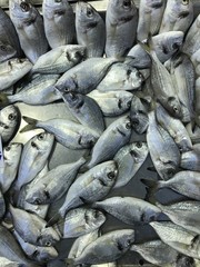 Fresh sea fish on display at a fish market