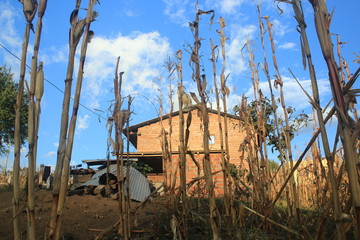 A typical view of maiz or corn next to a house in the sierra of ecuador
