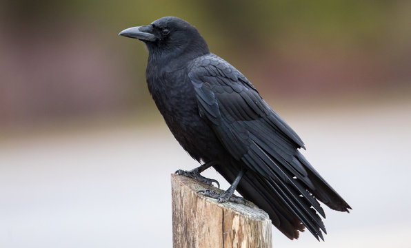 American Crow
