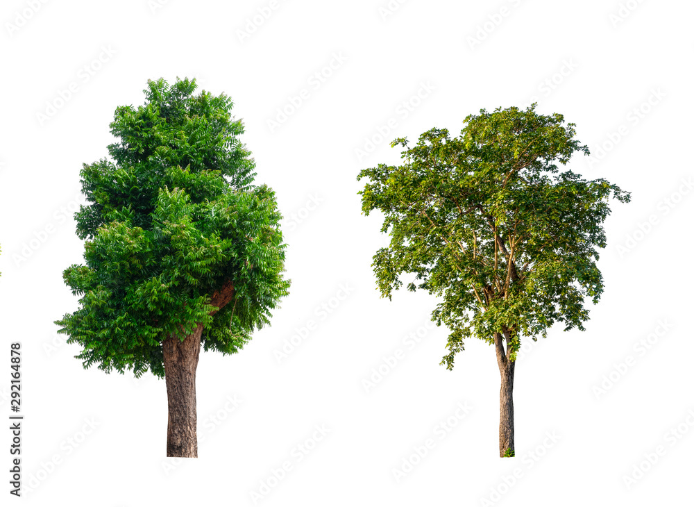 Poster isolated tree Collection on White Backdrop	