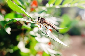 Erax barbatus, horsefly perched on some leaves in a Mediterranean forest in Valencia.