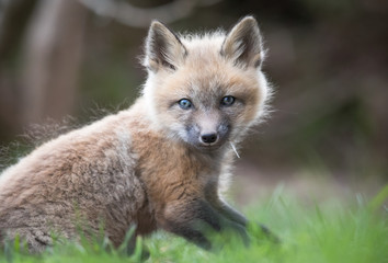 Red fox kit