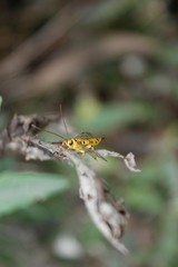 Wasp on a flower