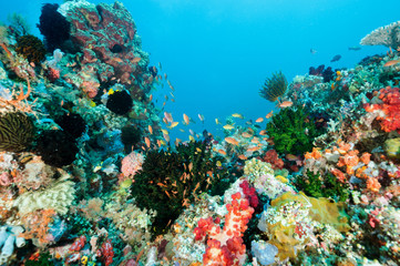 Fototapeta na wymiar Colorful reef scenic, Bangka Island Sulawesi Indonesia