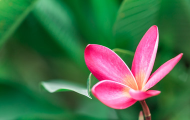 Fototapeta premium Plumeria Pink flowers. close up