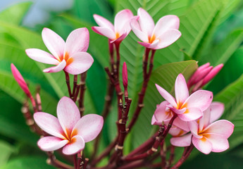 Plumeria Pink flowers. the background, close up