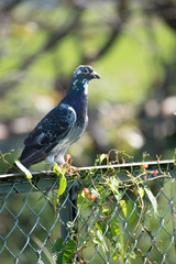 フェンスの上に乗る鳩