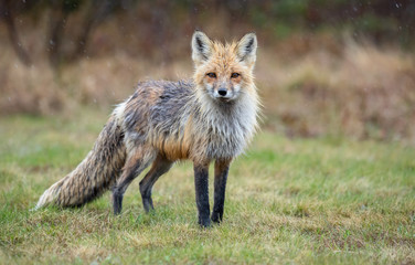 Fototapeta premium Red fox