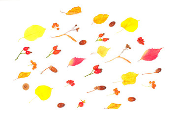 Pattern made of autumn dried leaves, acorns on white background.