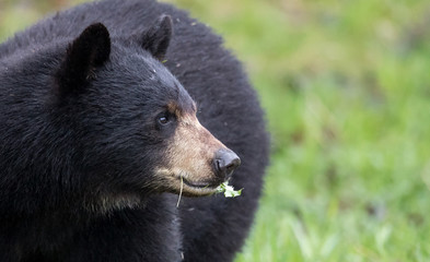 American black bear