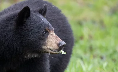 Foto op Plexiglas American black bear © Brittany