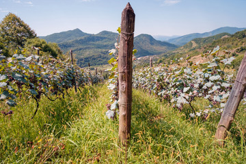 Vineyard at highland region