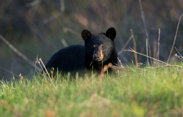 American black bear