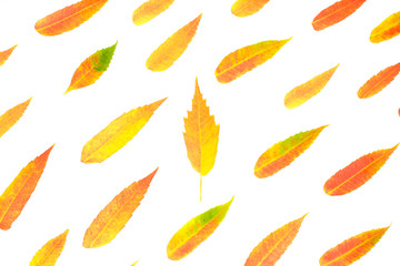 Red and yellow autumn leaf pattern on white background.