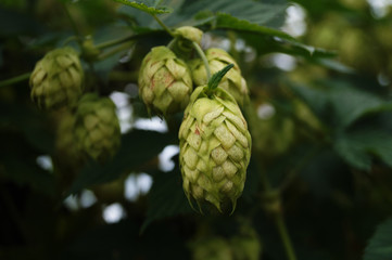 Hopfen zur Herstellung von Bier