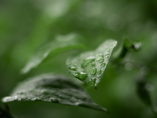 Beautiful greenery. Beautiful green background. Nature concept