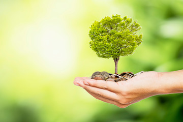 Man hand holding coins and tree look like as planting on  greenery background and sunlight for...