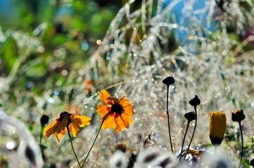 Flowers of a garden in the morning dew.