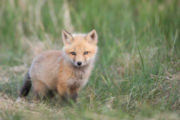 Red fox kit