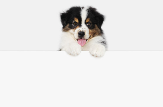 funny pet puppy dog showing a placard isolated on white background blank template with copy space