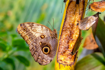 Blue Morpho, Morpho peleides, big butterfly sitting on green leaves, beautiful insect in the nature habitat