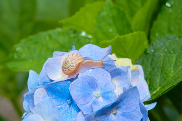 水色の紫陽花の花の上にいる仲の良い二匹のカタツムリ Wall Mural Sora Nus
